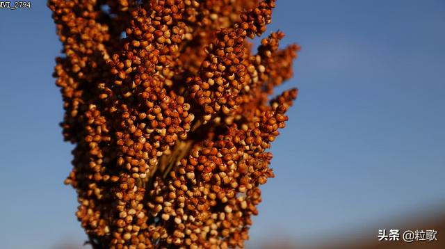 云天化绿色农业喜事多：贫瘠土壤上的“节节高”